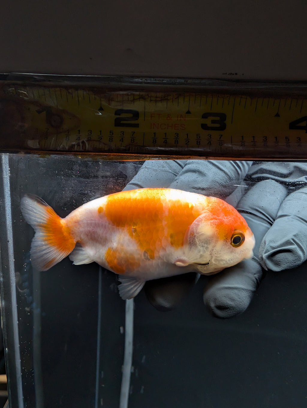 Ranchu Sakura 3"-3.5" in. ID#529R4A-060