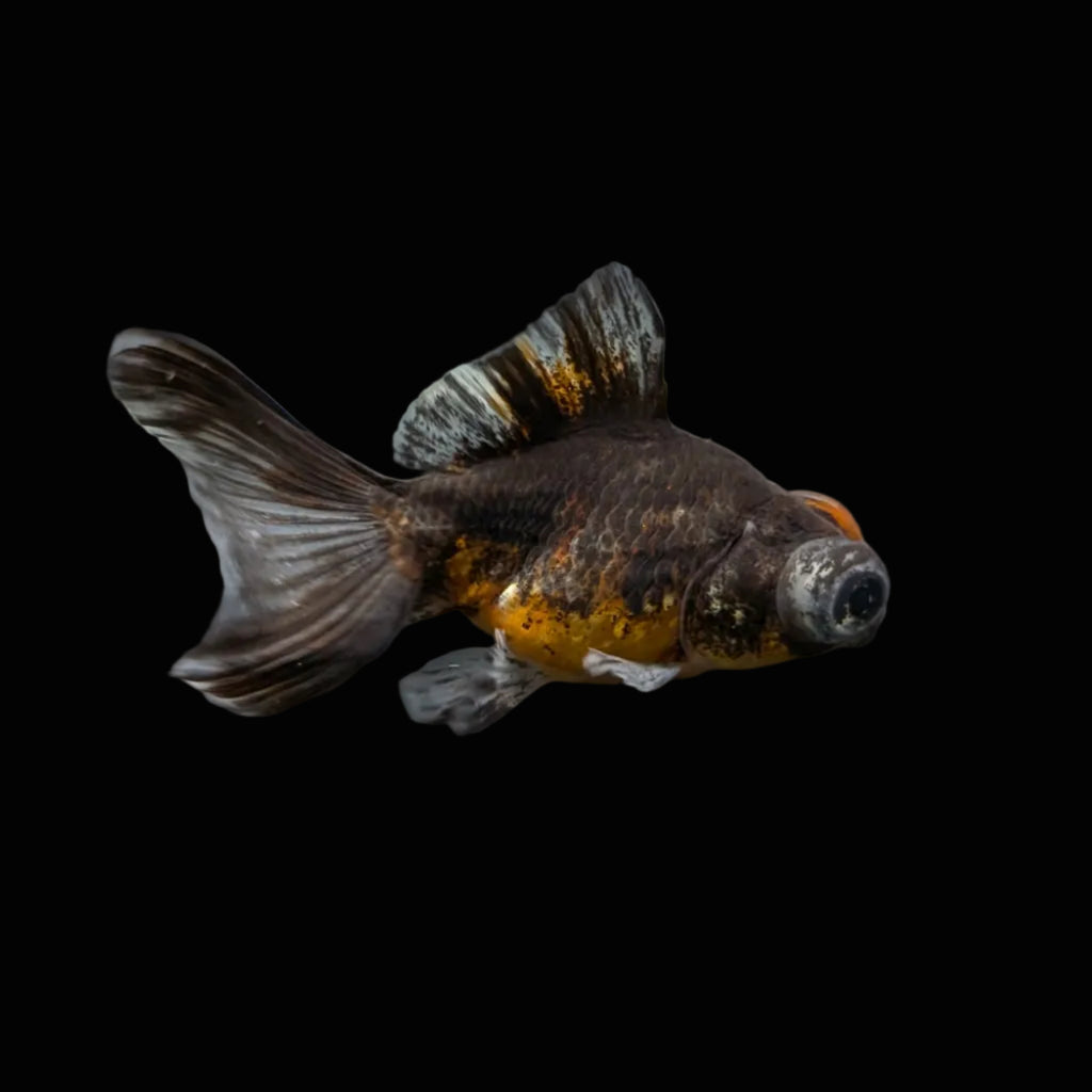 Telescope Butterfly Kirin Calico 3.5"-4" in. ID#612B6B-059