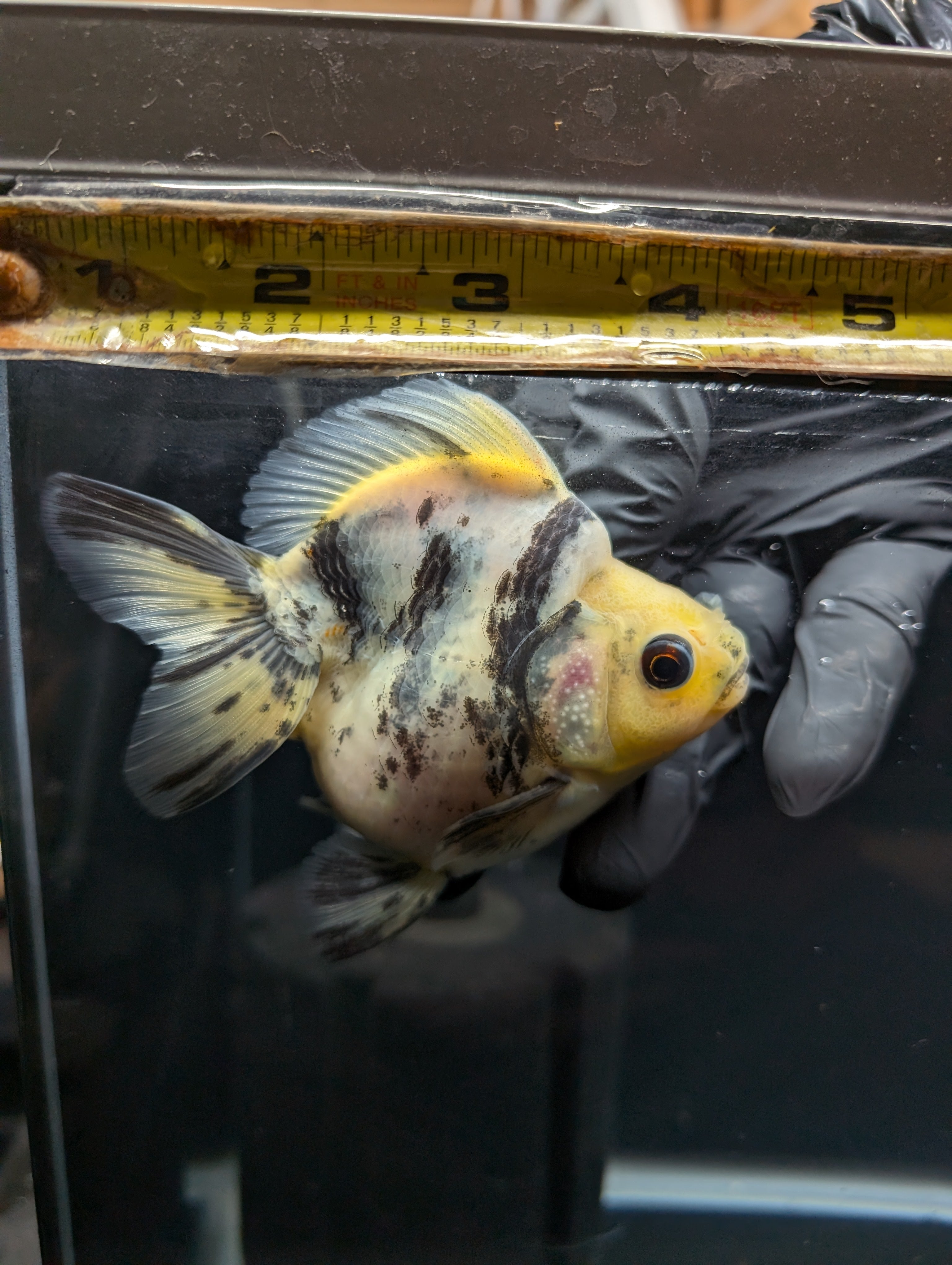 Jumbo Ryukin Short Tail White Tiger Calico 4"-4.5" in. ID#5015B-011