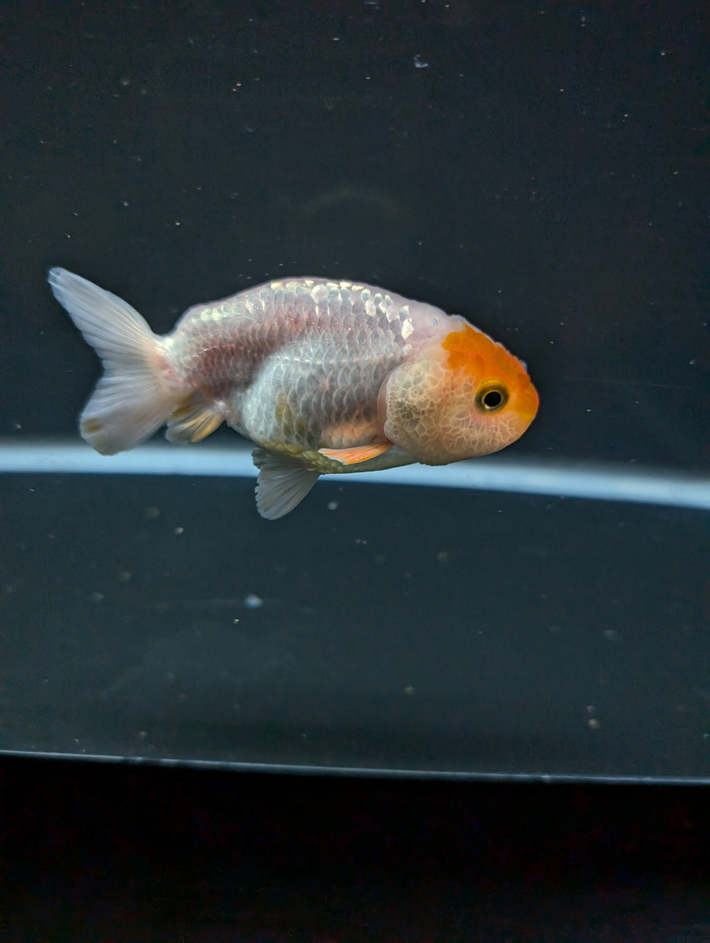 Ranchu Red White 3"-3.5" in. ID#501R13A-024