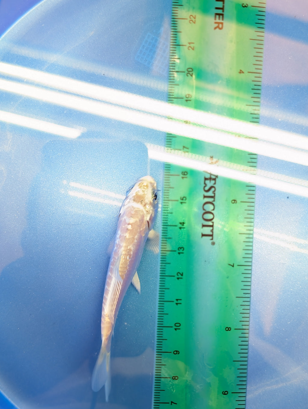 Doitsu Platinum Ogon Koi  4"in. ID#806BFK-018