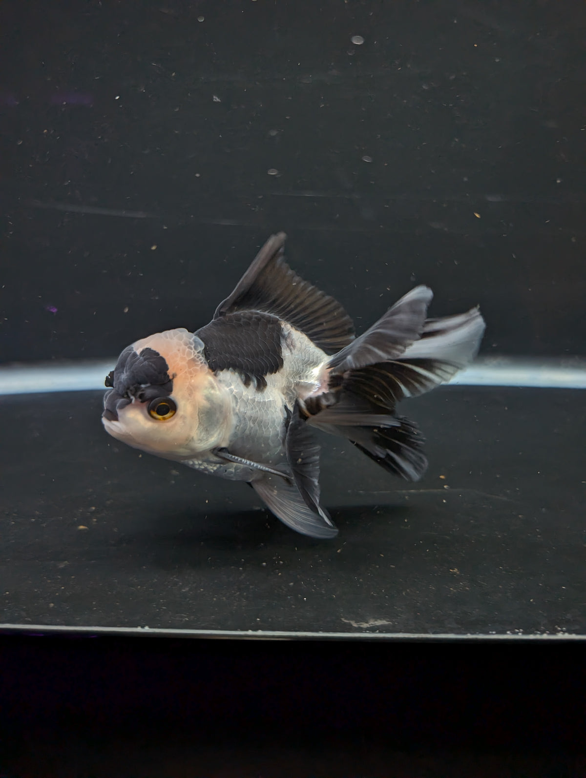 Thai Oranda Panda 4"-4.5"in.  ID#1016T1A-005