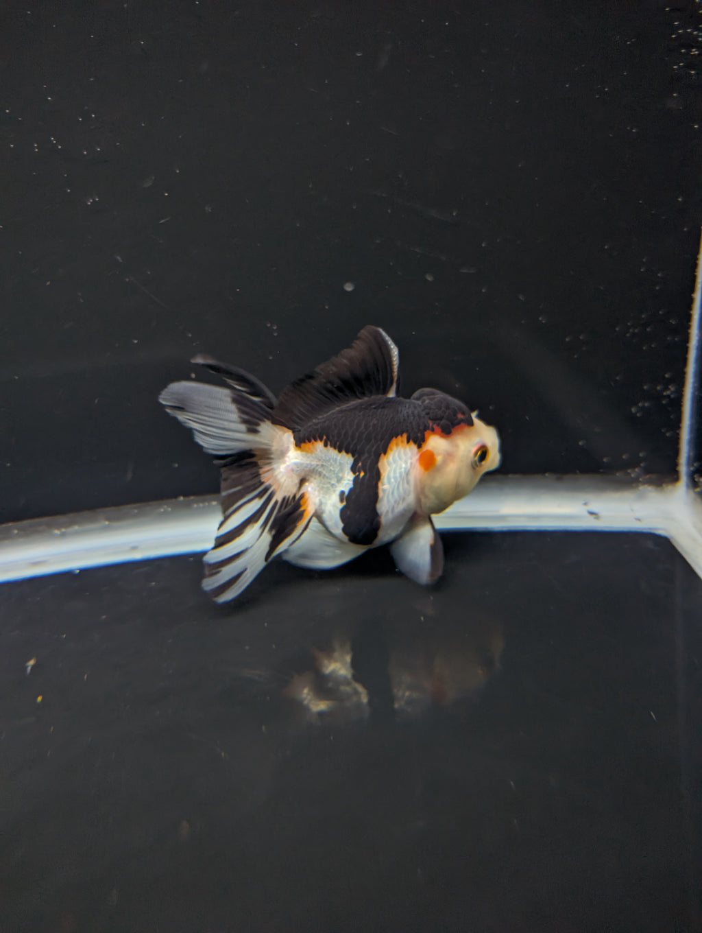 Juvenile Thai Oranda Tricolor Panda 3.5"in.  ID#821T1A-024