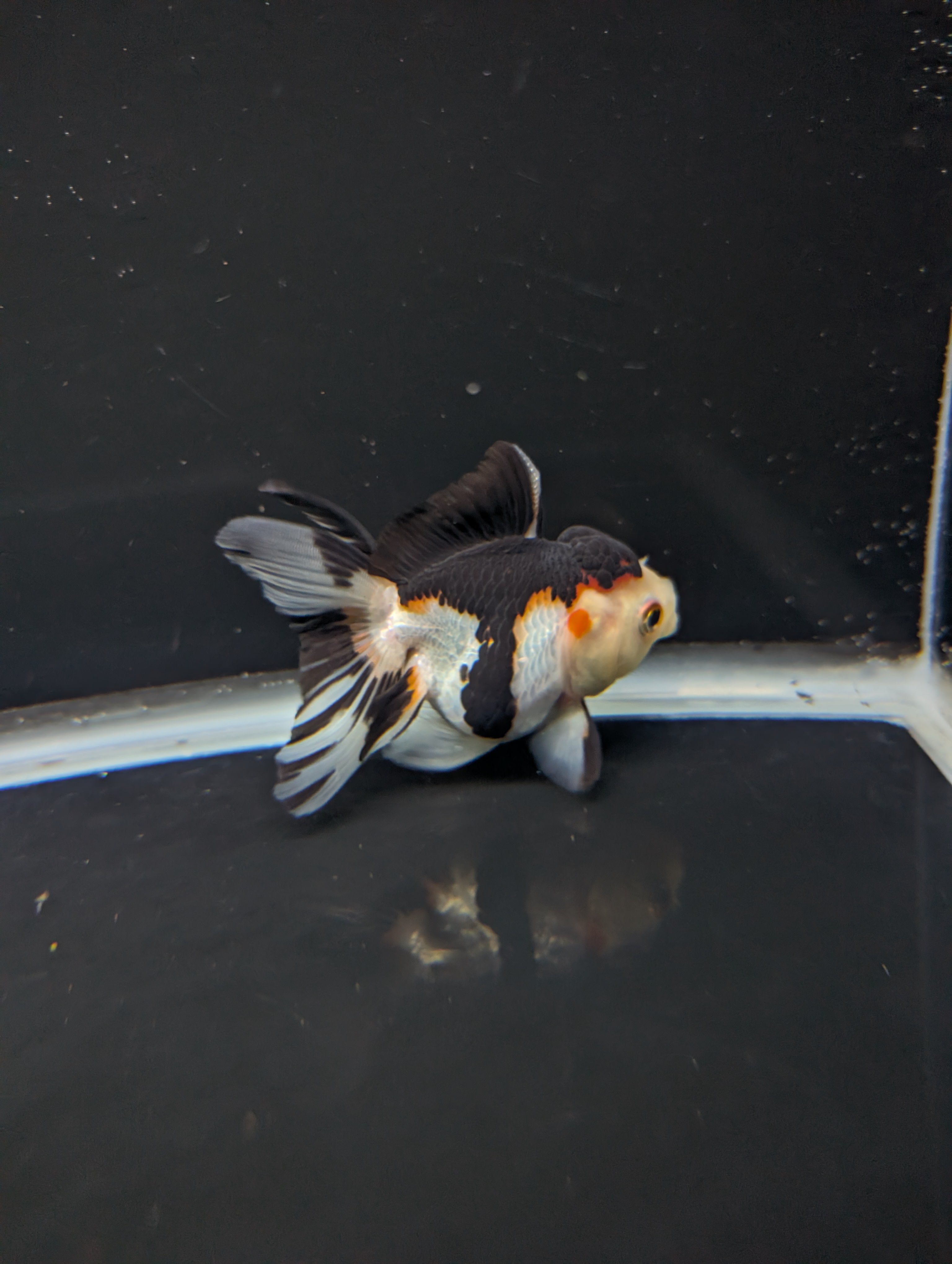 Juvenile Thai Oranda Tricolor Panda 3.5"in.  ID#821T1A-024