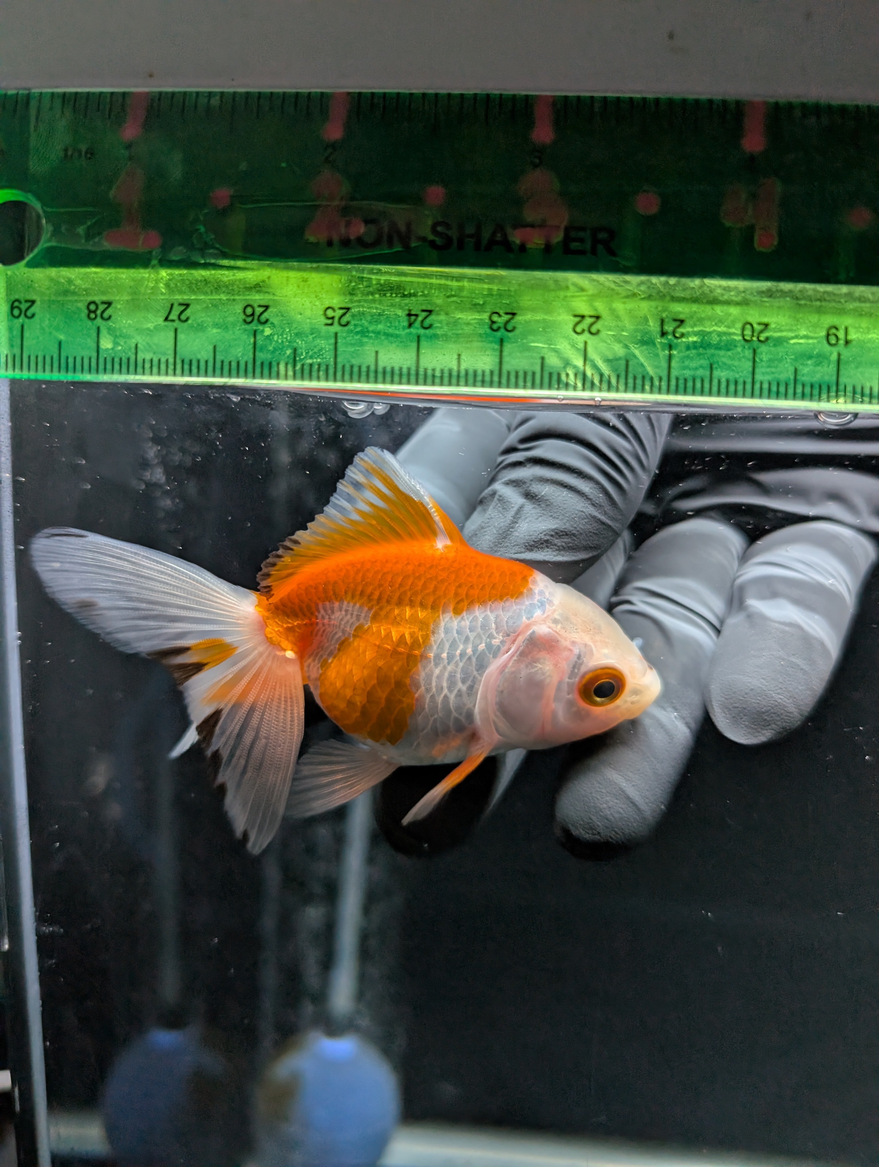 Juvenile Oranda  Red White 3"-3.5"in.  ID#619T1A-007