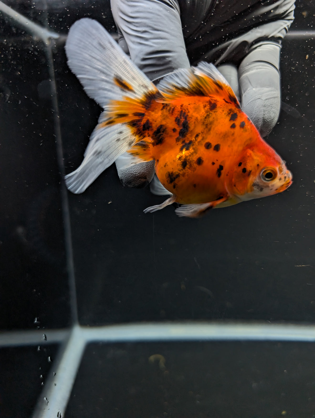 Tamasaba Calico 3"-3.5" in. ID#1009TM1B-011