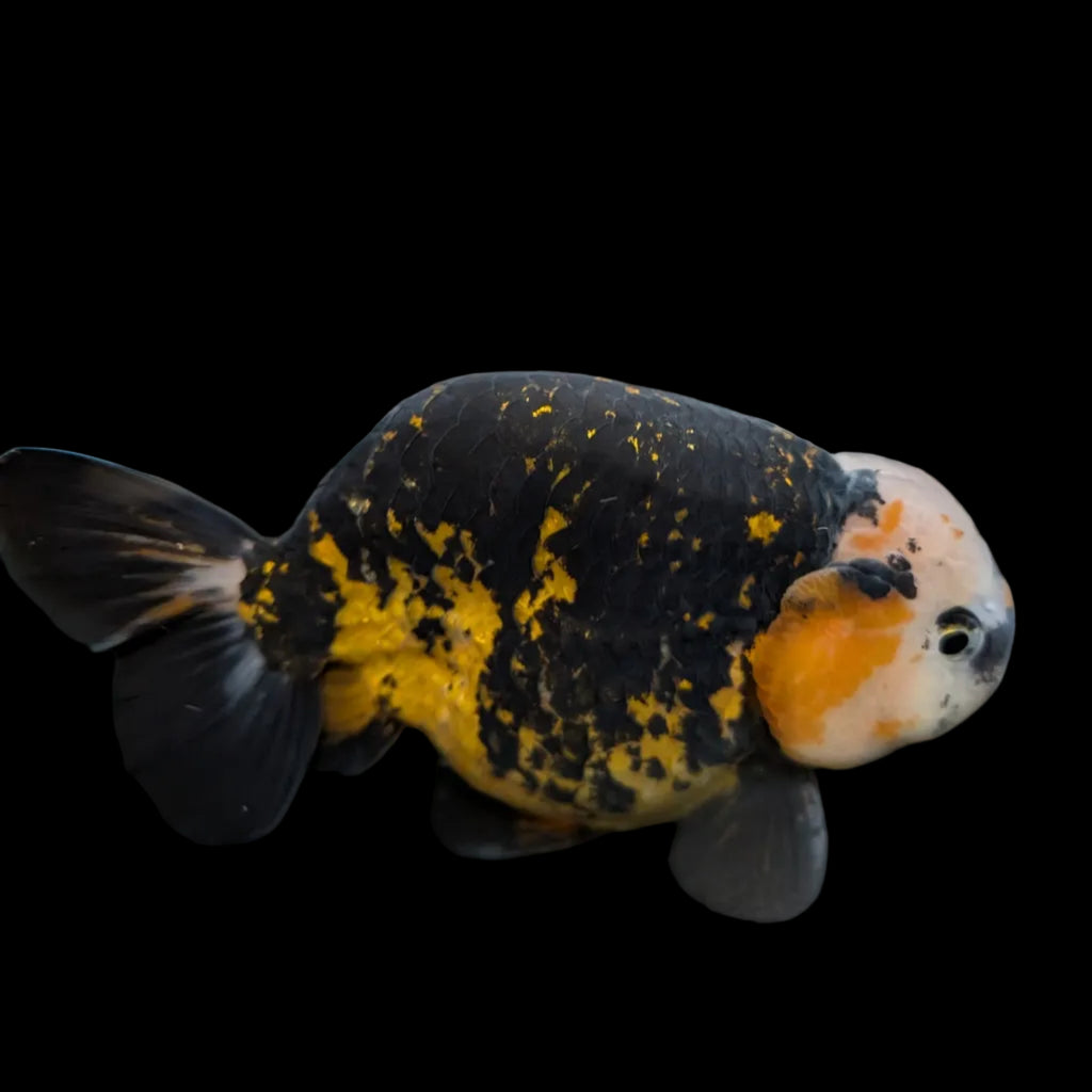 Jumbo Ranchu AA Grade *Special Color Calico 5" in. ID#116R4B-07