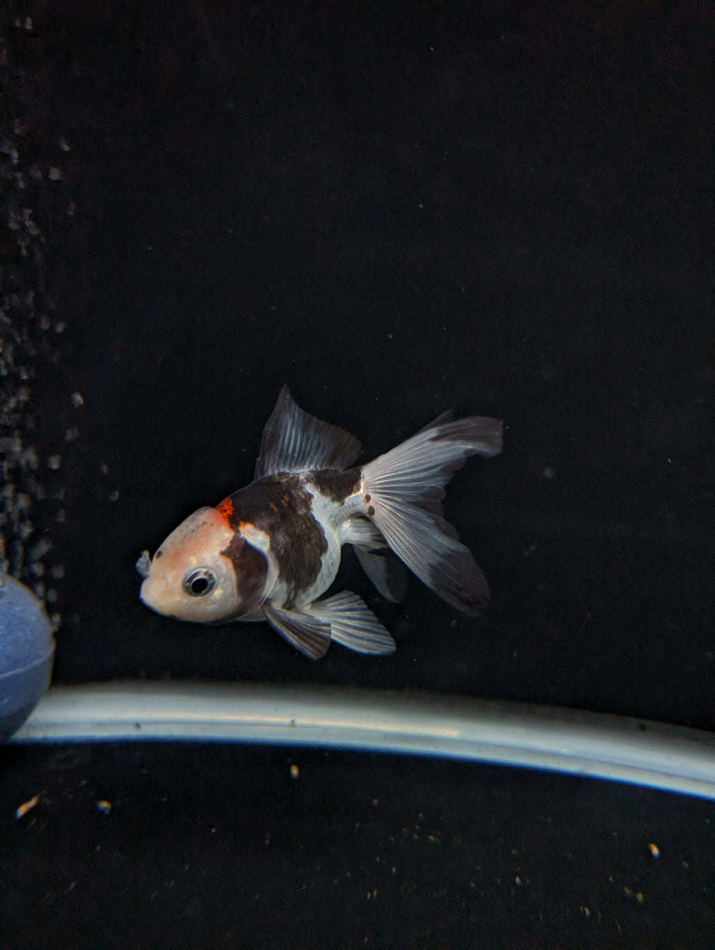 Juvenile Oranda  Tricolor 3"-3.5"in.  ID#619T1A-011