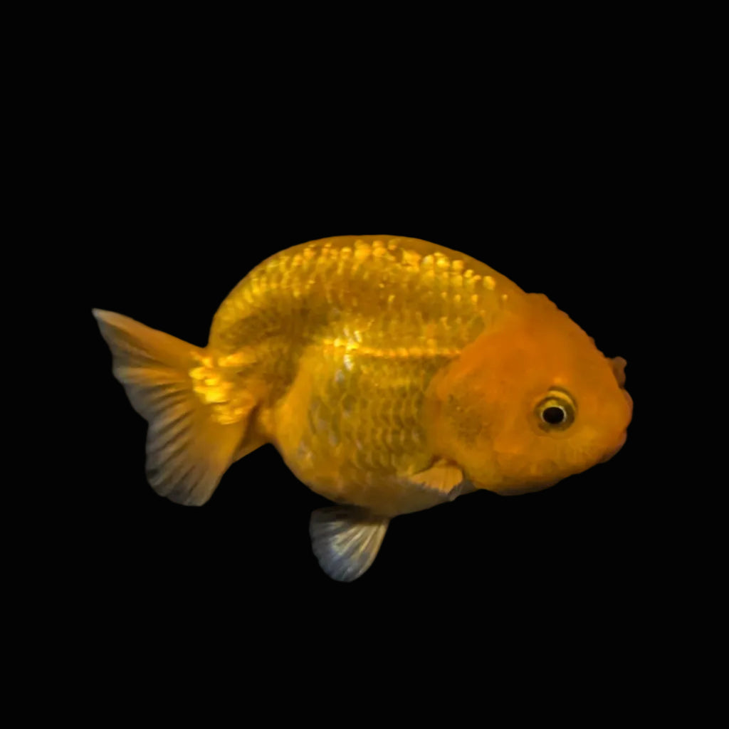 Ranchu Red White 3"-3.5" in. ID#403R7A-012