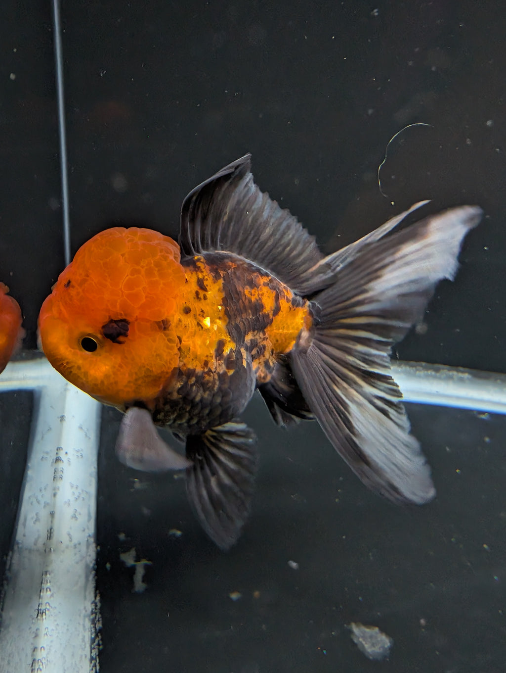 Thai Oranda Tricolor 4"-4.5"in.  ID#1023T1A-027