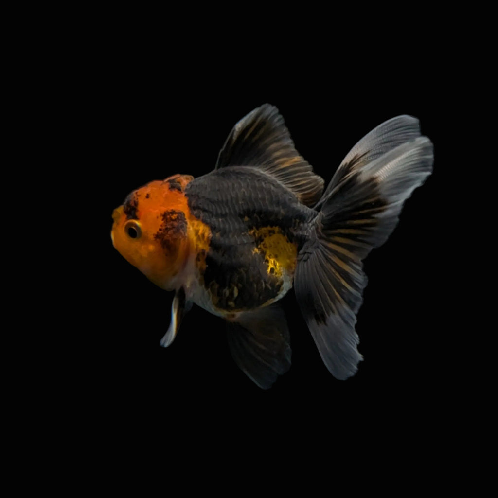 Juvenile Oranda Tricolor 3.5"-4" in.  ID#320T13b-008