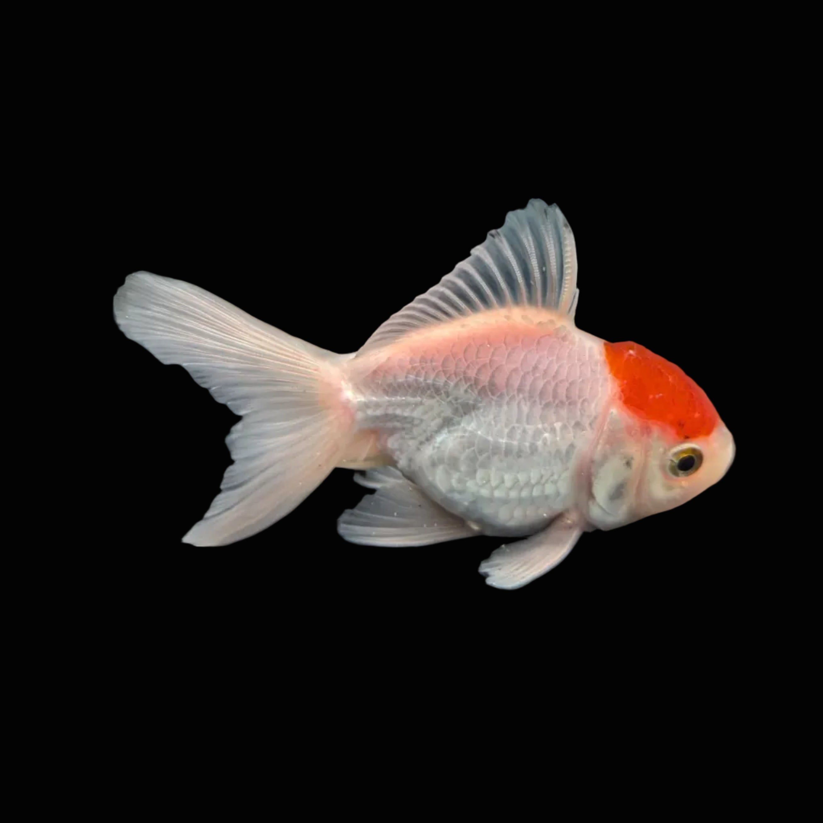 Juvenile Oranda Red Cap  3.5"-4" in.  ID#320T13b-019