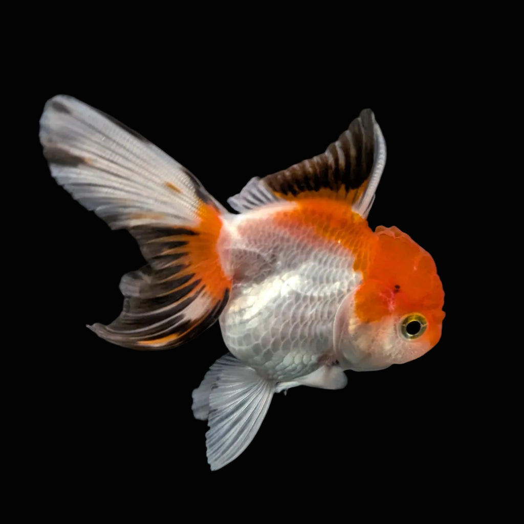 Juvenile Oranda Tricolor 3.5"-4" in.  ID#508T2A-025