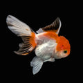 Juvenile Oranda Tricolor 3.5"-4" in.  ID#508T2A-025