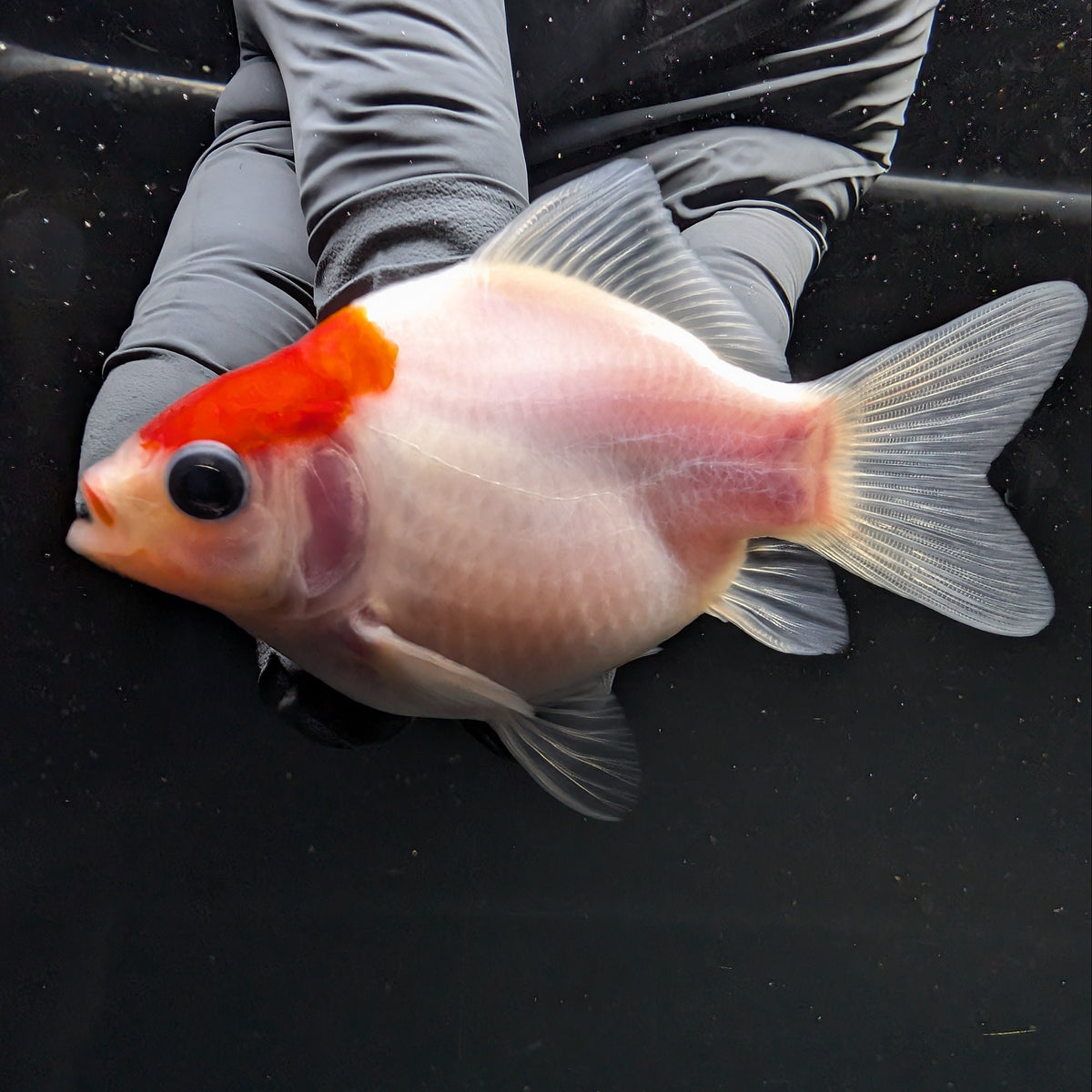 Tamasaba Red White 3"-3.5" in. ID#1009TM1B-002