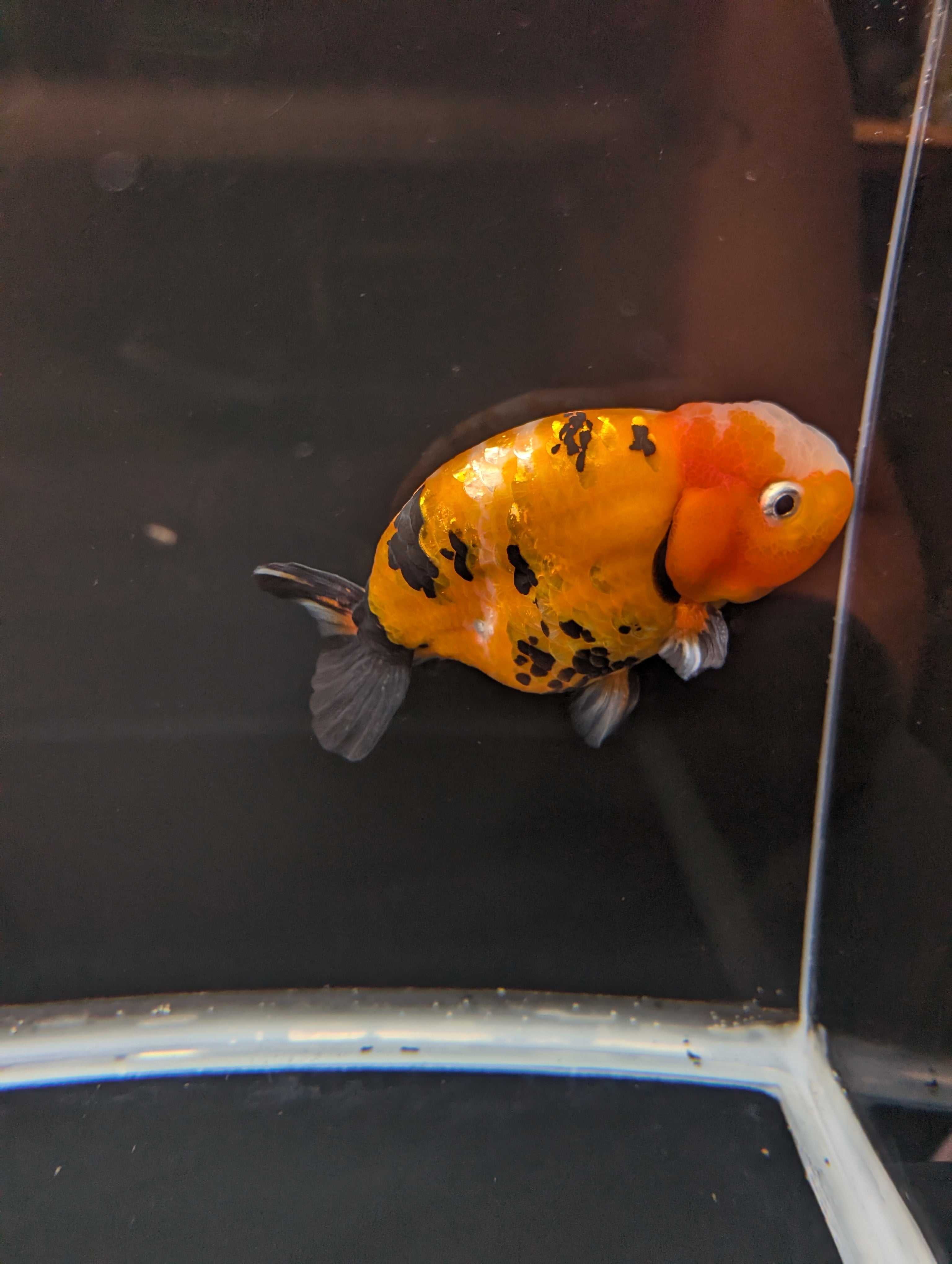 Jumbo Ranchu Calico 4.5"-5" in. ID#821R8A-032