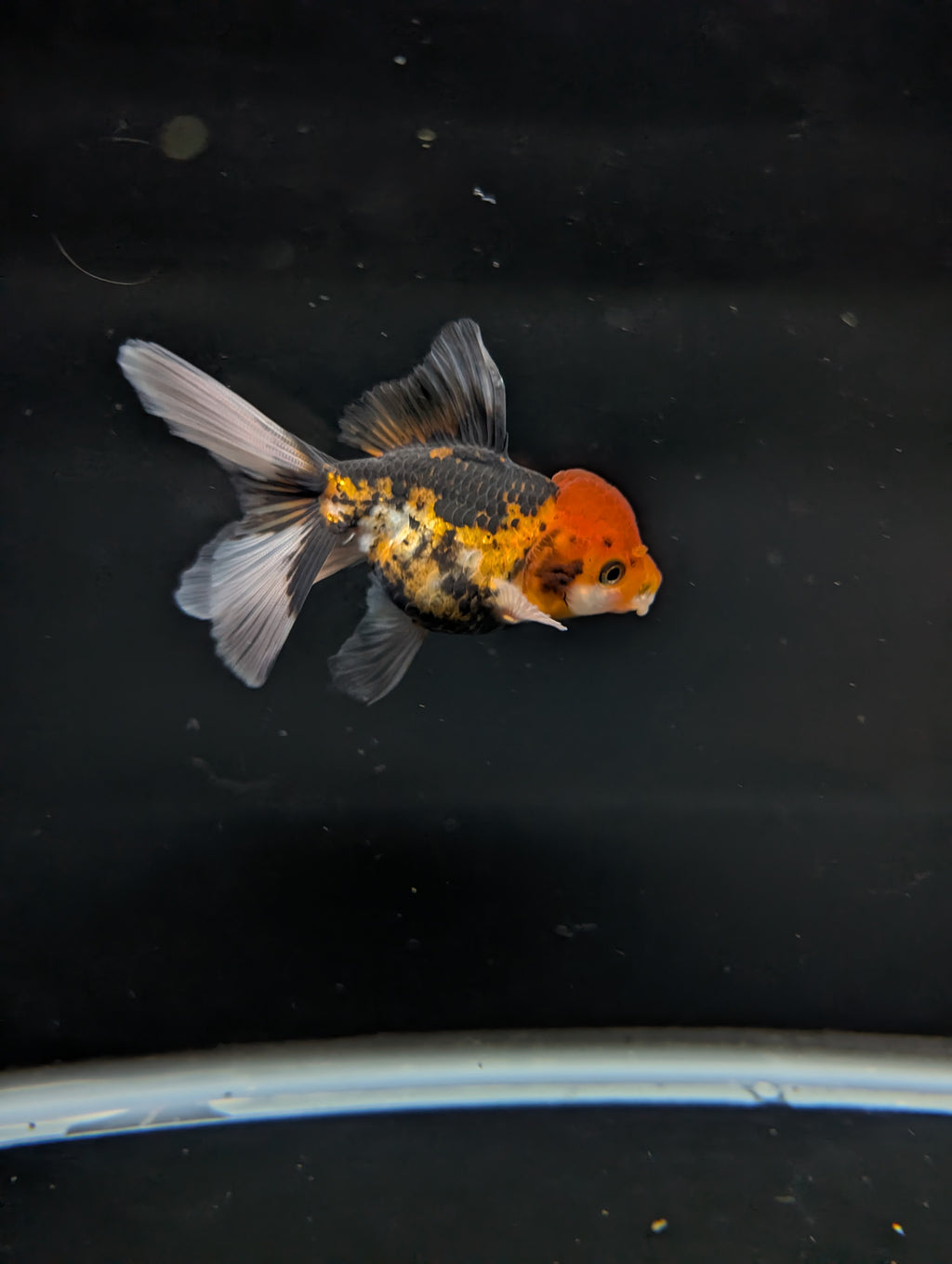 Thai Juvenile Oranda Tricolor 3"-3.5" in.  ID#717T1A-005