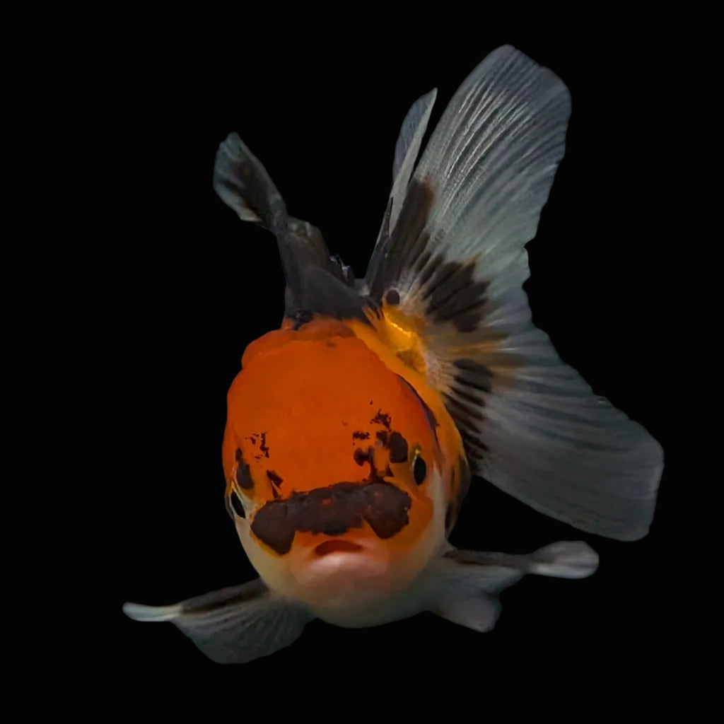 Thai Juvenile Oranda Tricolor 3"-3.5" in.  ID#626T1A-008