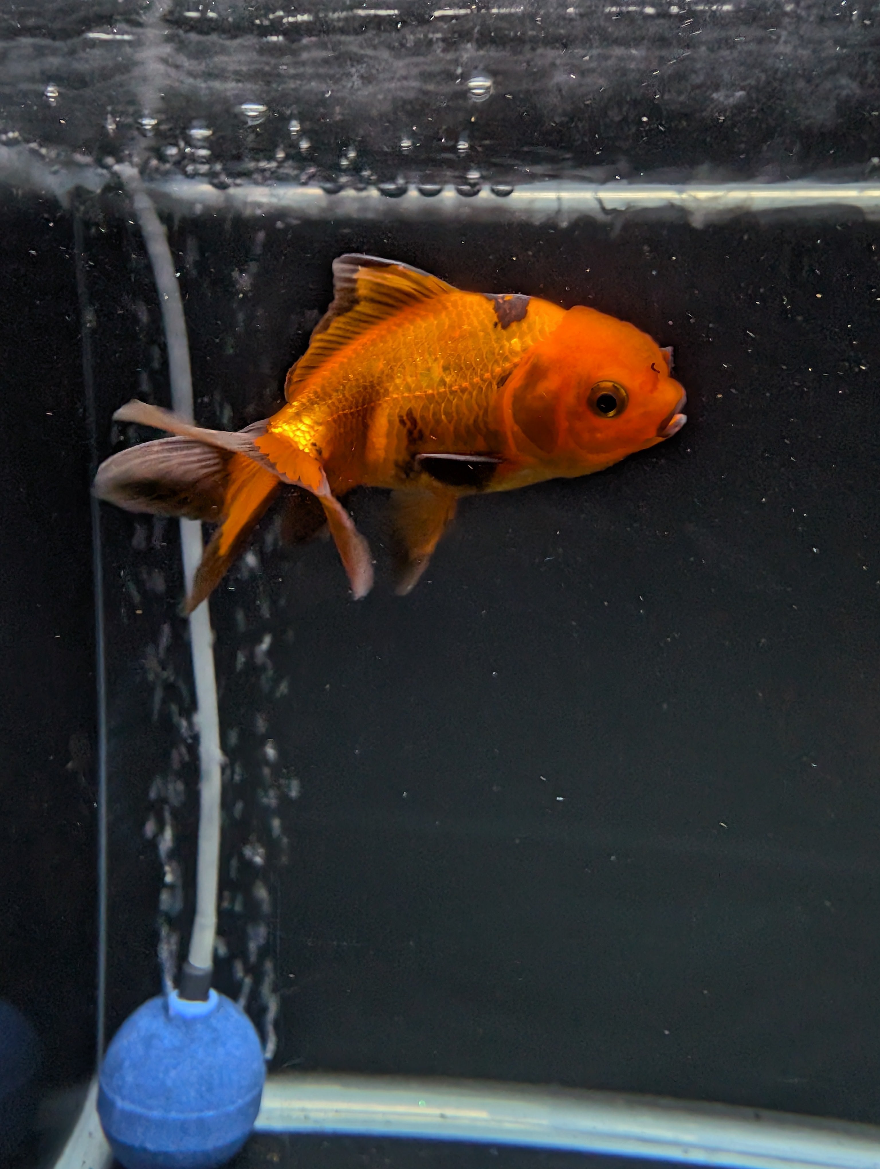 Juvenile Oranda Red Black 3"-3.5"in.  ID#522T1A-001