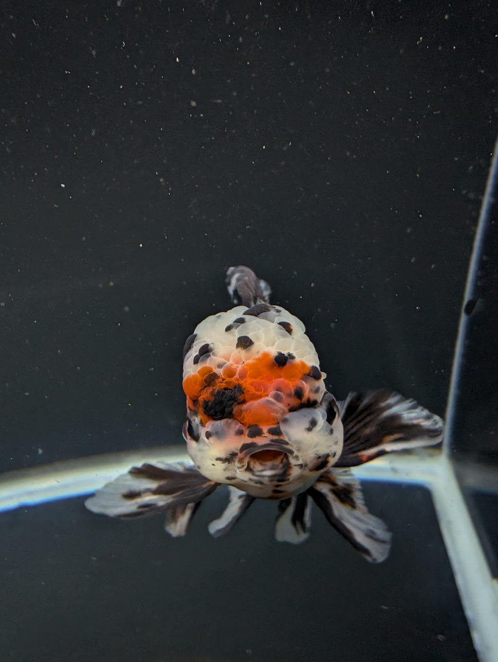 Calico Oranda 5"in. ID#821LB2A-63