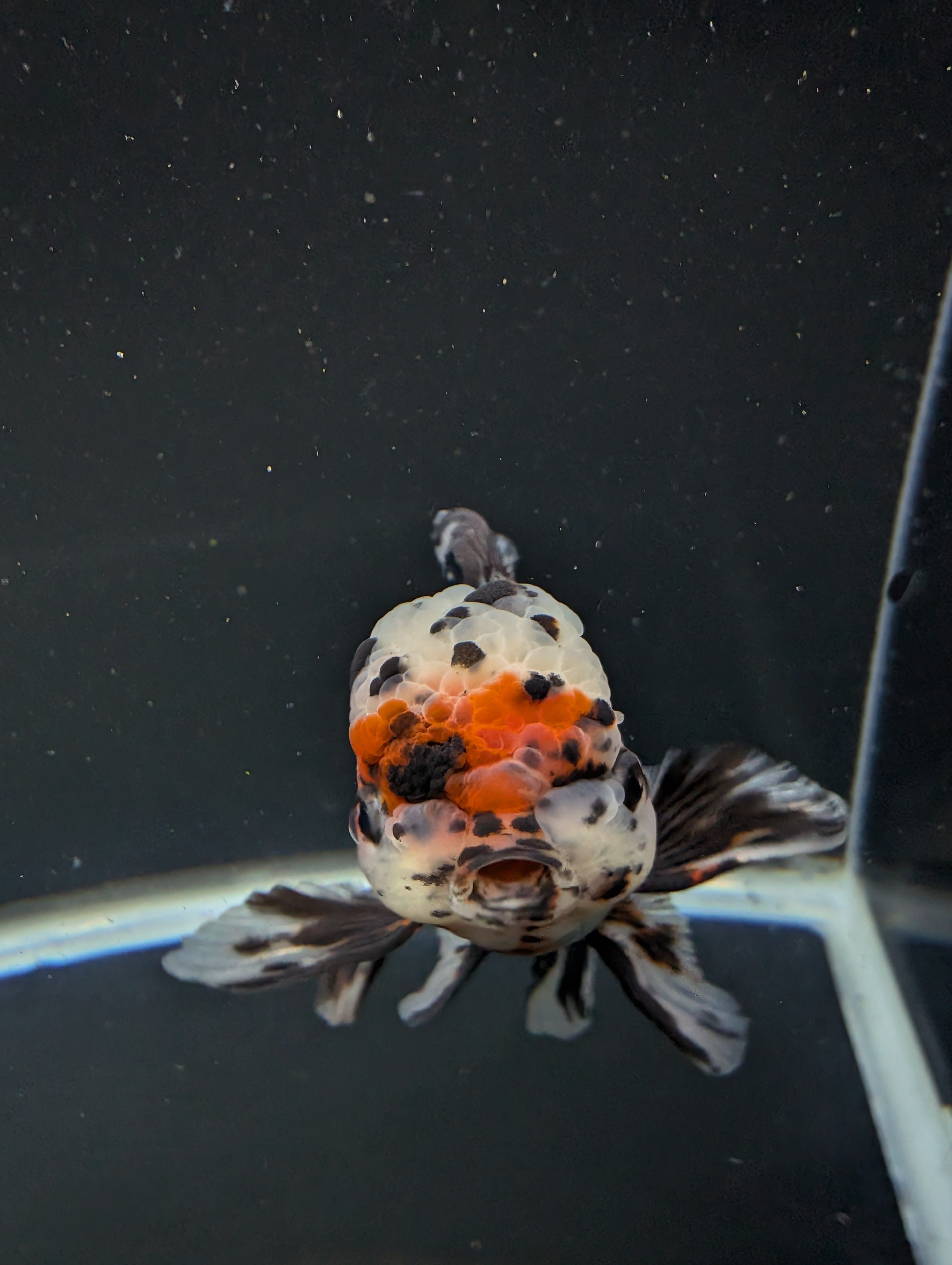 Calico Oranda 5"in. ID#821LB2A-63