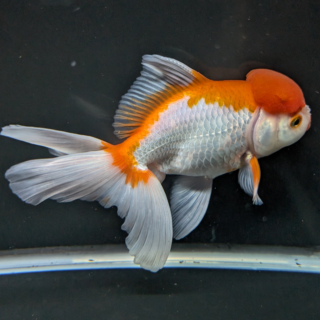 Jumbo Oranda Red White 6.5"-7"in.  ID#522T4B-001
