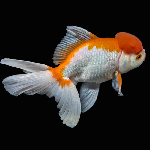 Jumbo Oranda Red White 6"-7"in.  ID#522T4B-001