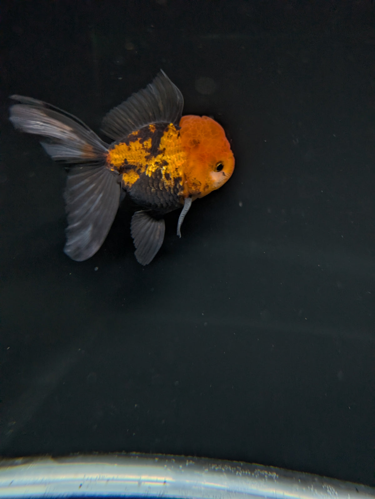 Thai Oranda Tricolor 4"-4.5"in.  ID#1023T1A-027