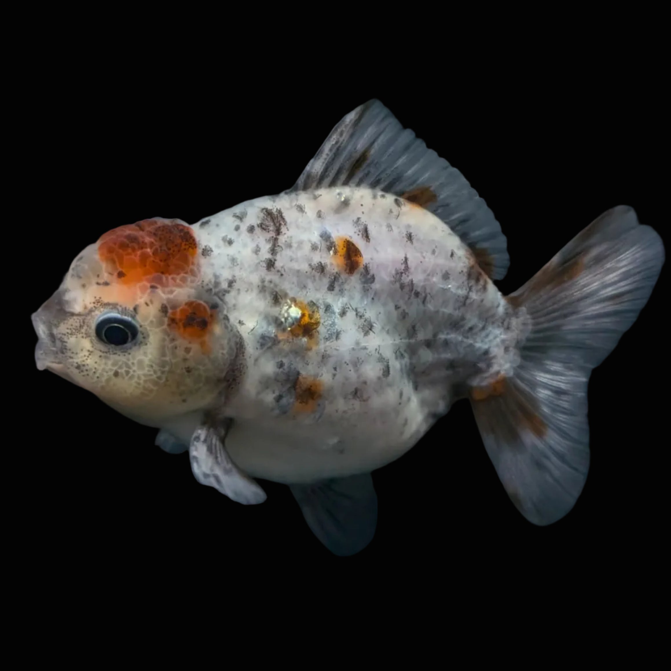 Thai Oranda Shogun Calico 4" in. ID#703SG7A-010