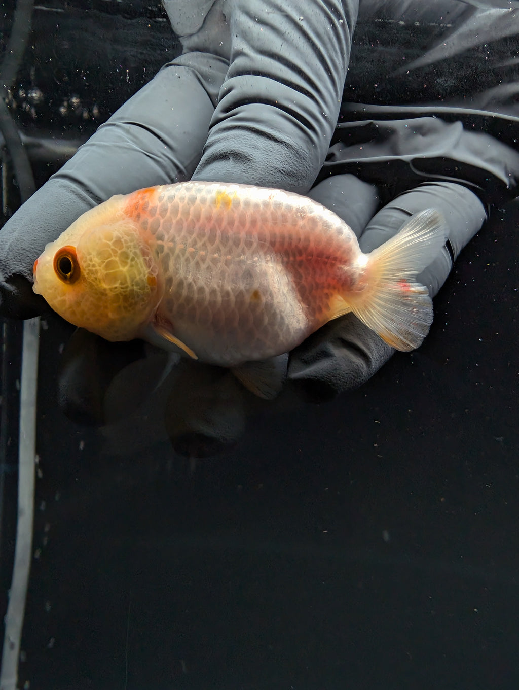Baby Ranchu Red White 2.5"-3" in. ID#529R4A-052