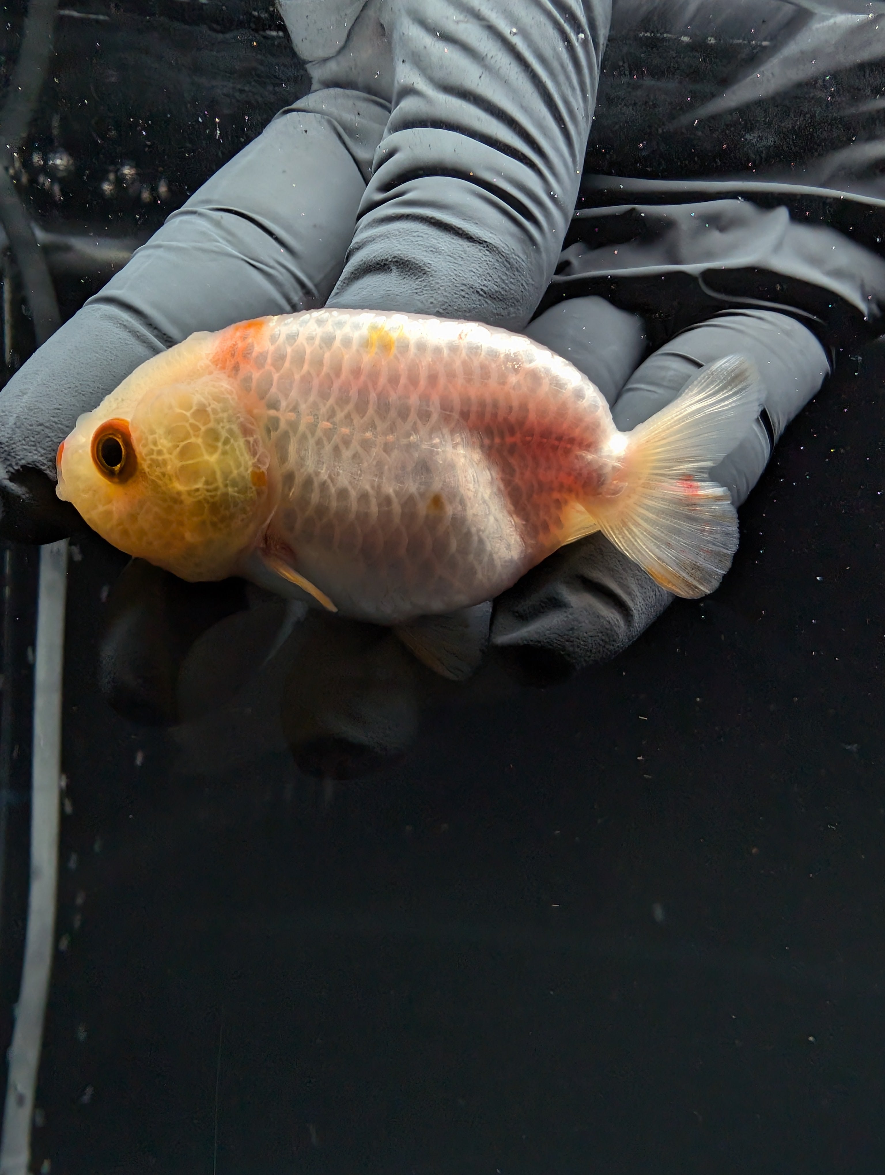 Baby Ranchu Red White 2.5"-3" in. ID#529R4A-052