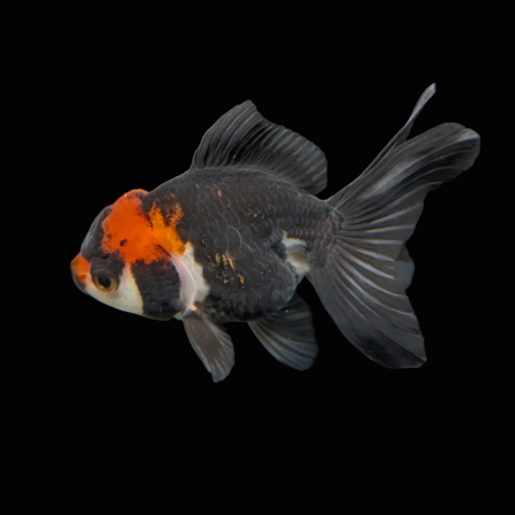 Juvenile Oranda Tricolor 3.5"-4" in.  ID#501T2A-006