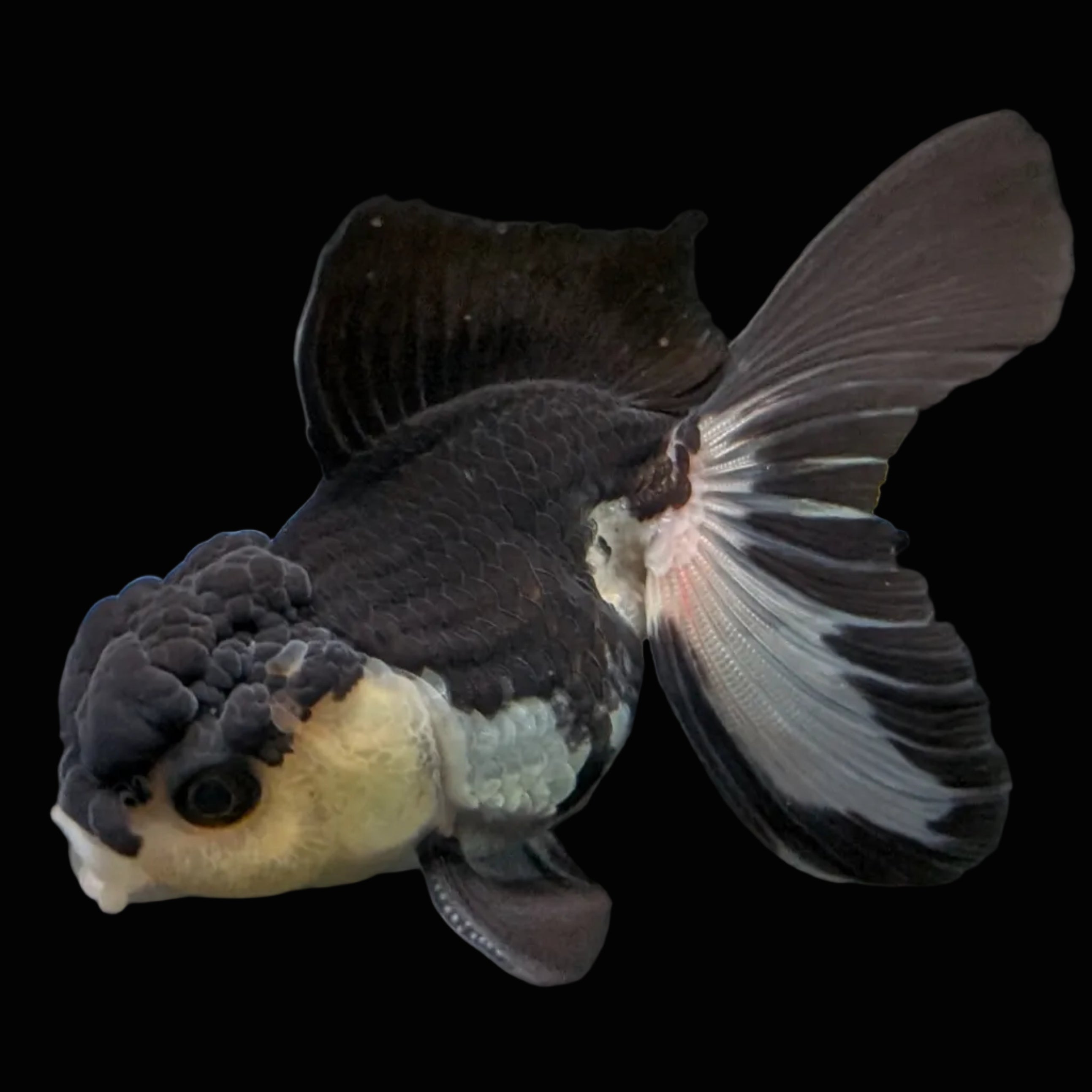 Thai Juvenile Oranda Panda 3.5"-4"in.  ID#731T1A-054