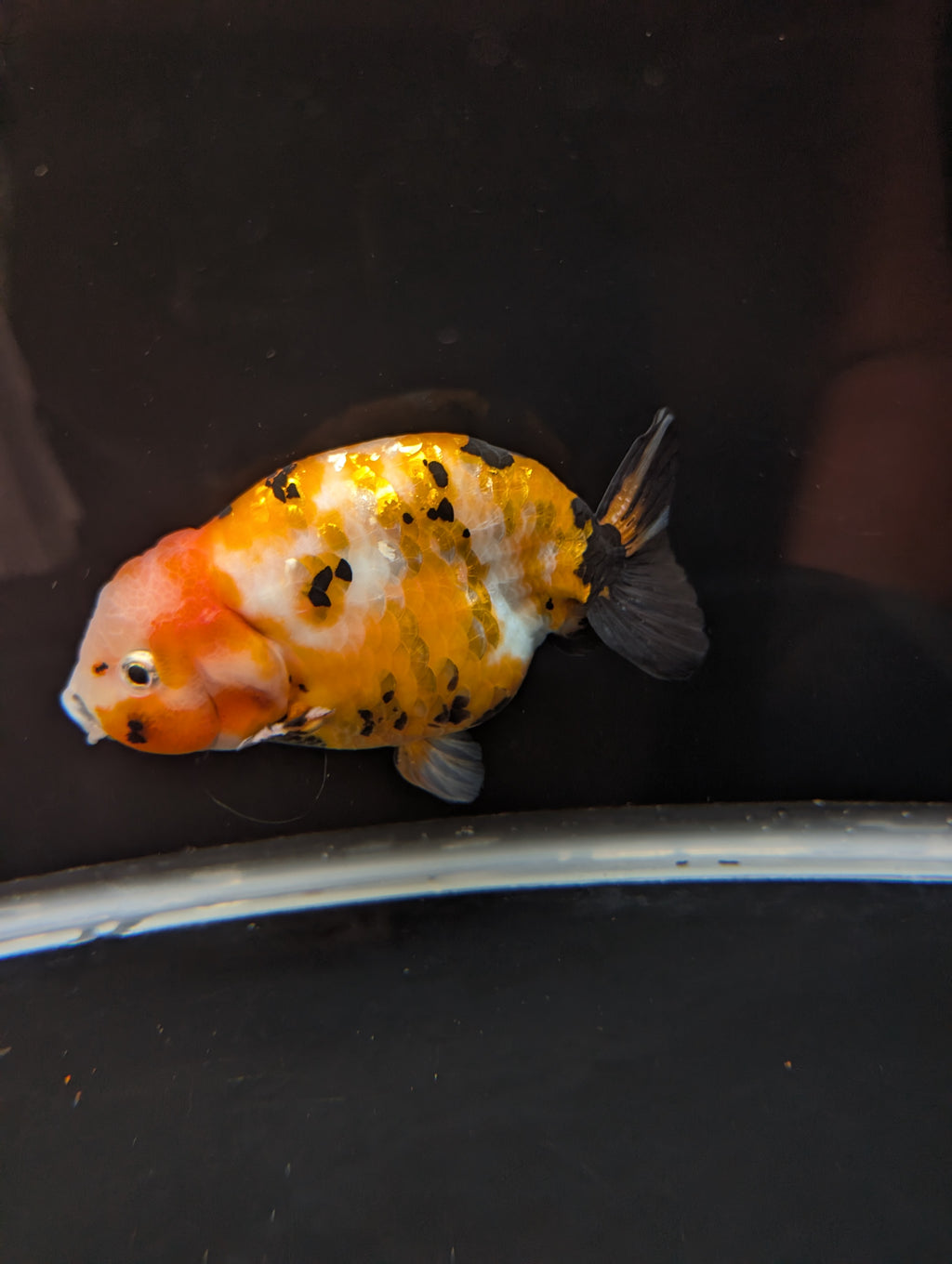 Jumbo Ranchu Calico 4.5"-5" in. ID#821R8A-032