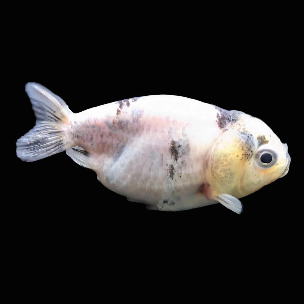 Baby Ranchu  Calico 2"-2.5" in. ID#508R3A-018