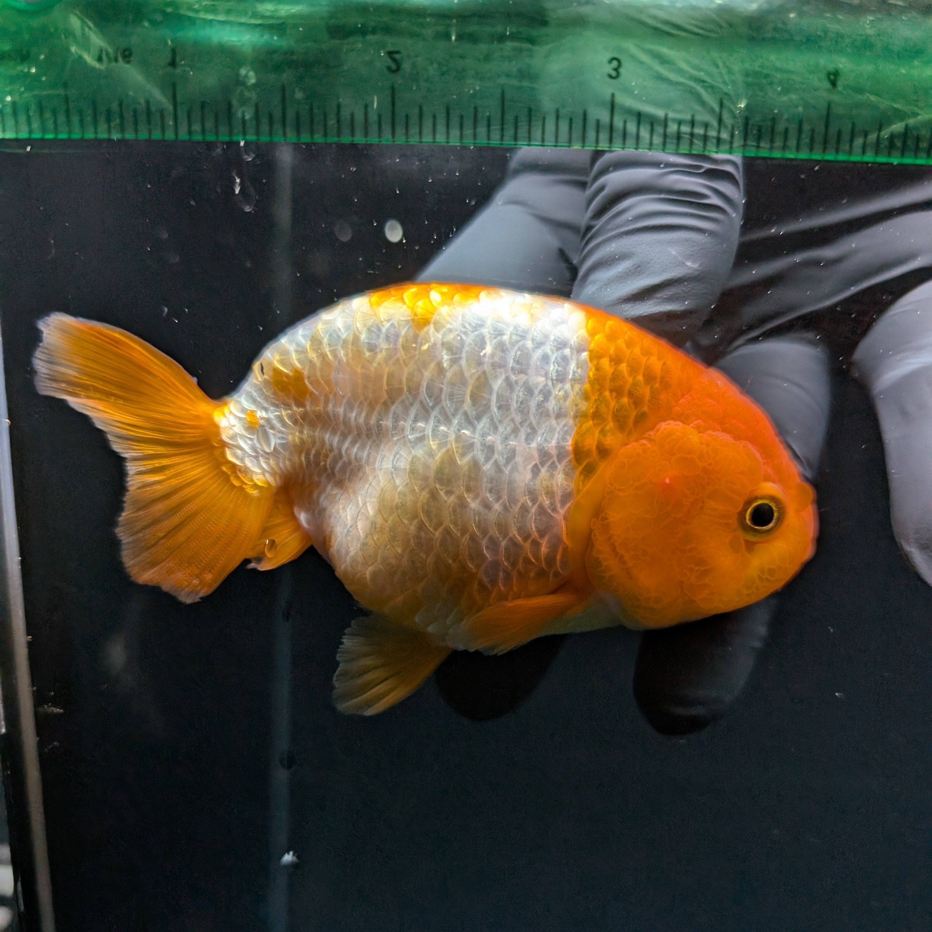 Ranchu Red White 4"-4.5"in. ID#821R4A-057