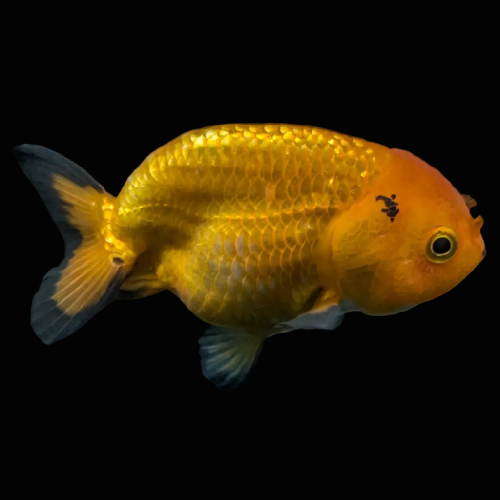 Ranchu Red Black 4"-4.5"in. ID#821R4A-056