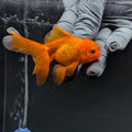 Juvenile Oranda Red Black 3"-3.5"in.  ID#515T2A-012