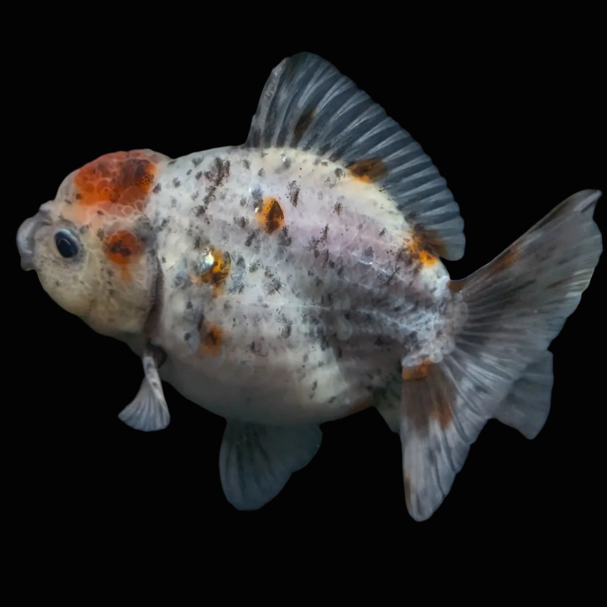 Thai Oranda Shogun Calico 4" in. ID#703SG7A-010
