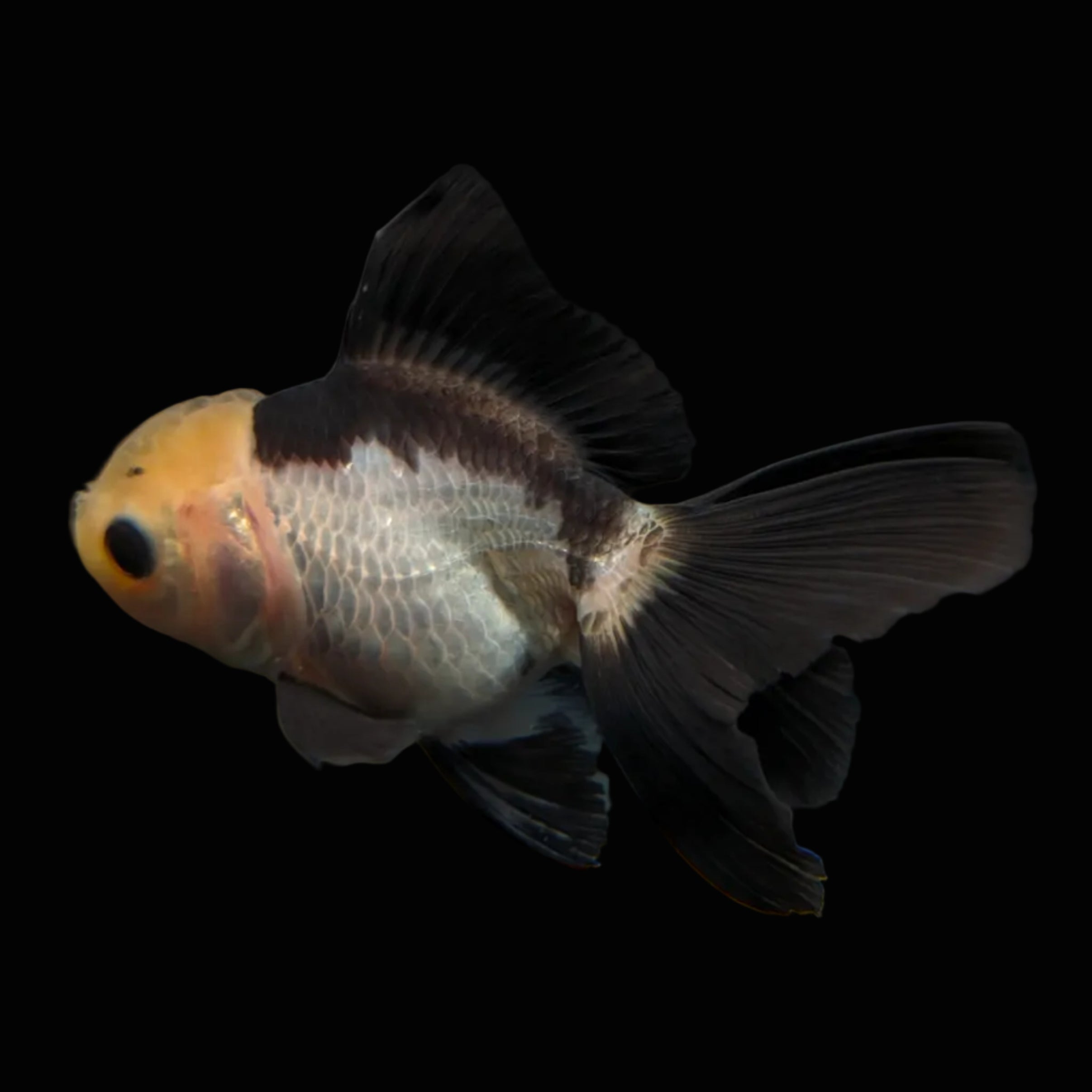 Thai Juvenile Oranda Panda 3"-3.5" in.  ID#626T1A-007