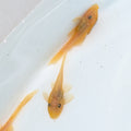 Baby Blue Eye Lemon Pleco .5"-1"  *Assorted.