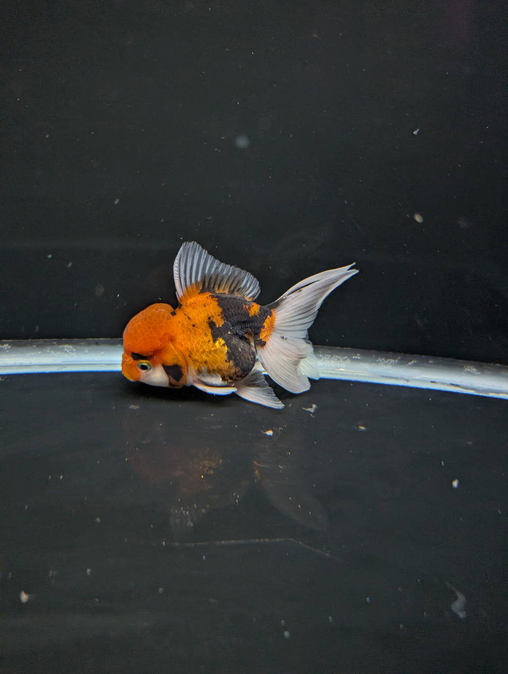 Thai Oranda Tricolor 4"-4.5"in.  ID#1023T1A-025
