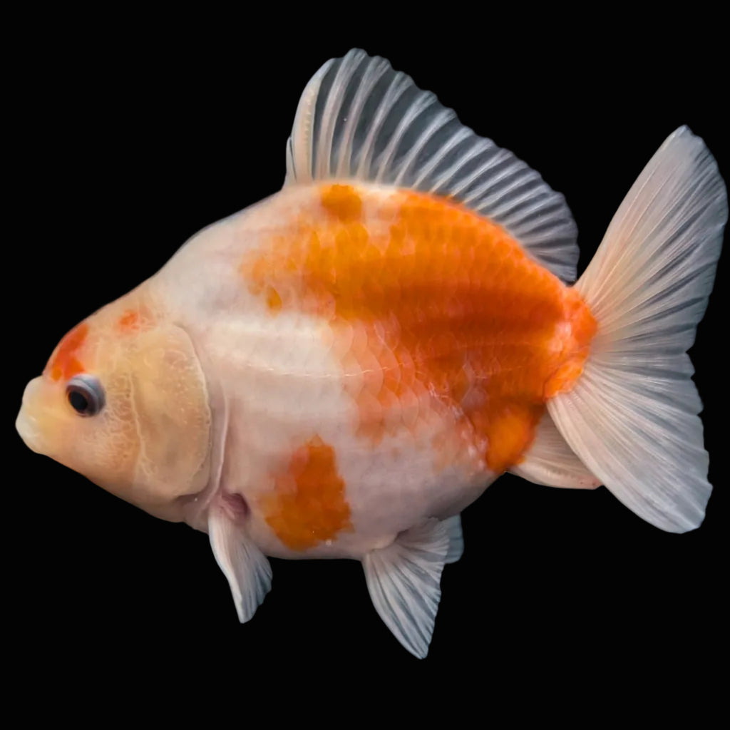 Jumbo Oranda Yuan Bao Sakura   4"-4.5"in. ID#807SB13A-003