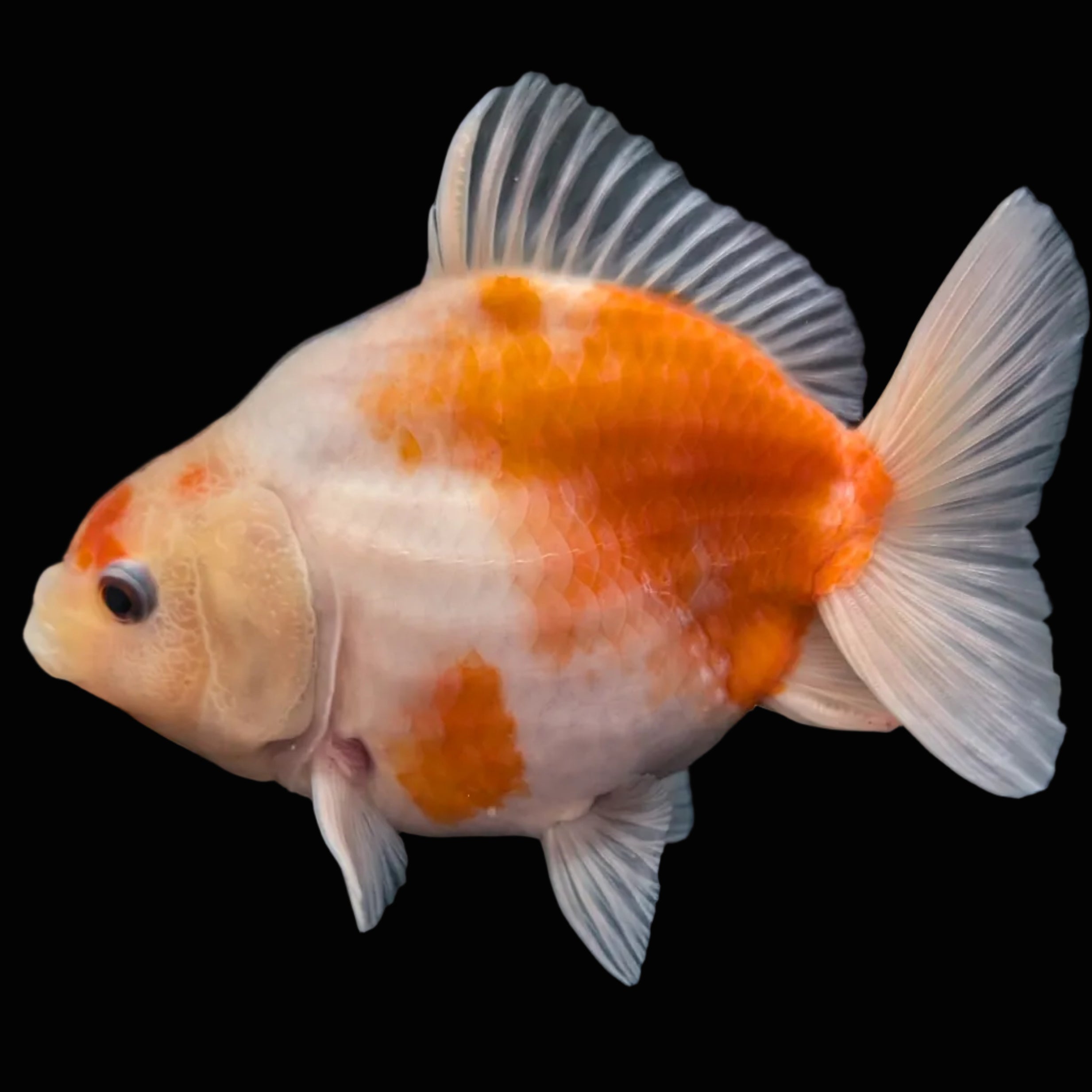 Jumbo Oranda Yuan Bao Sakura   4"-4.5"in. ID#807SB13A-003