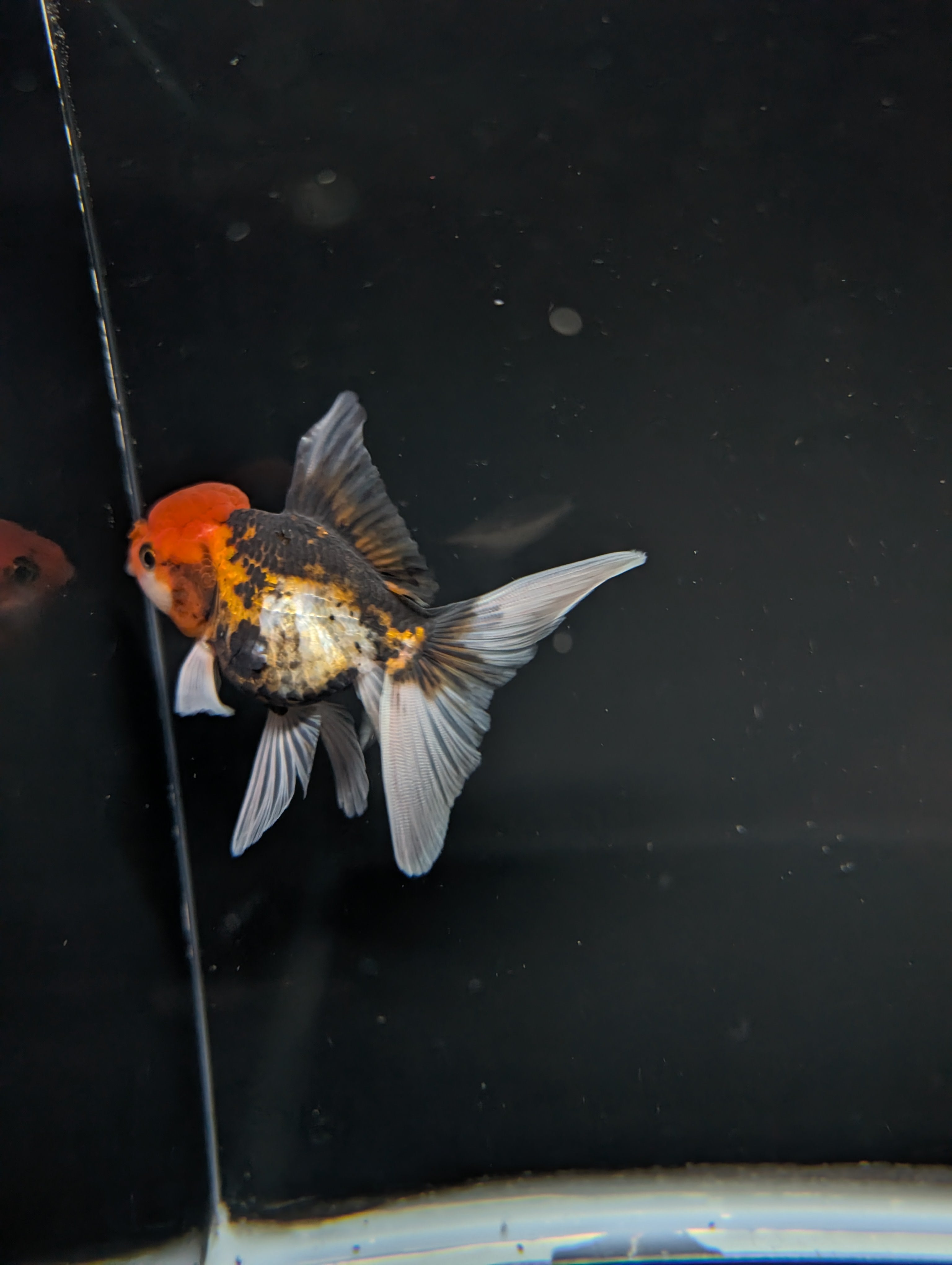 Thai Juvenile Oranda Tricolor 3"-3.5" in.  ID#717T1A-005