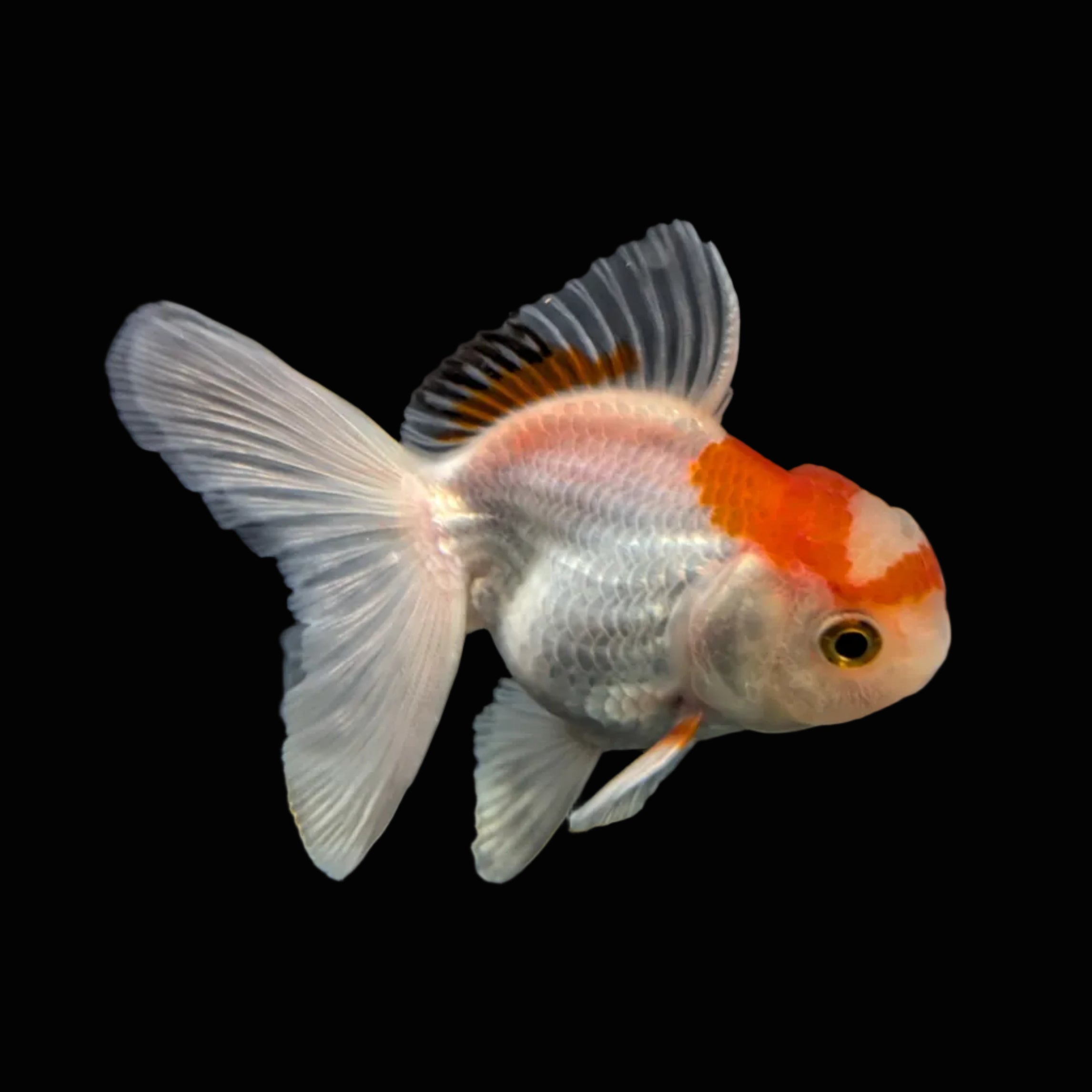 Juvenile Oranda Tricolor 3.5"-4" in.  ID#508T2A-026