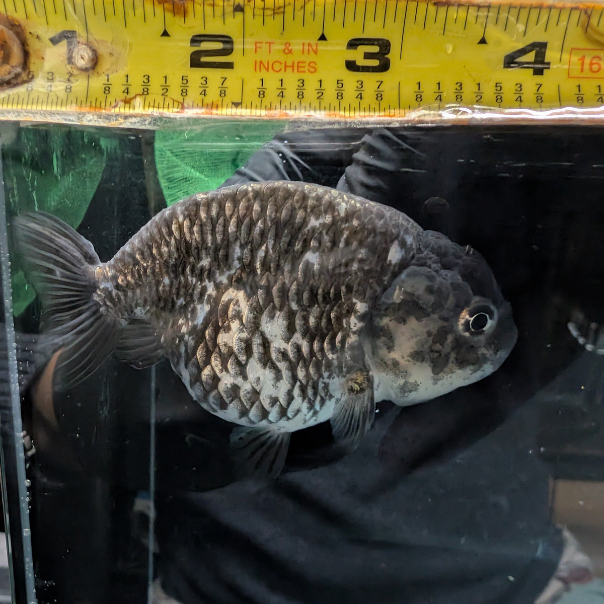 Ranchu Special Color Granite Calico 4