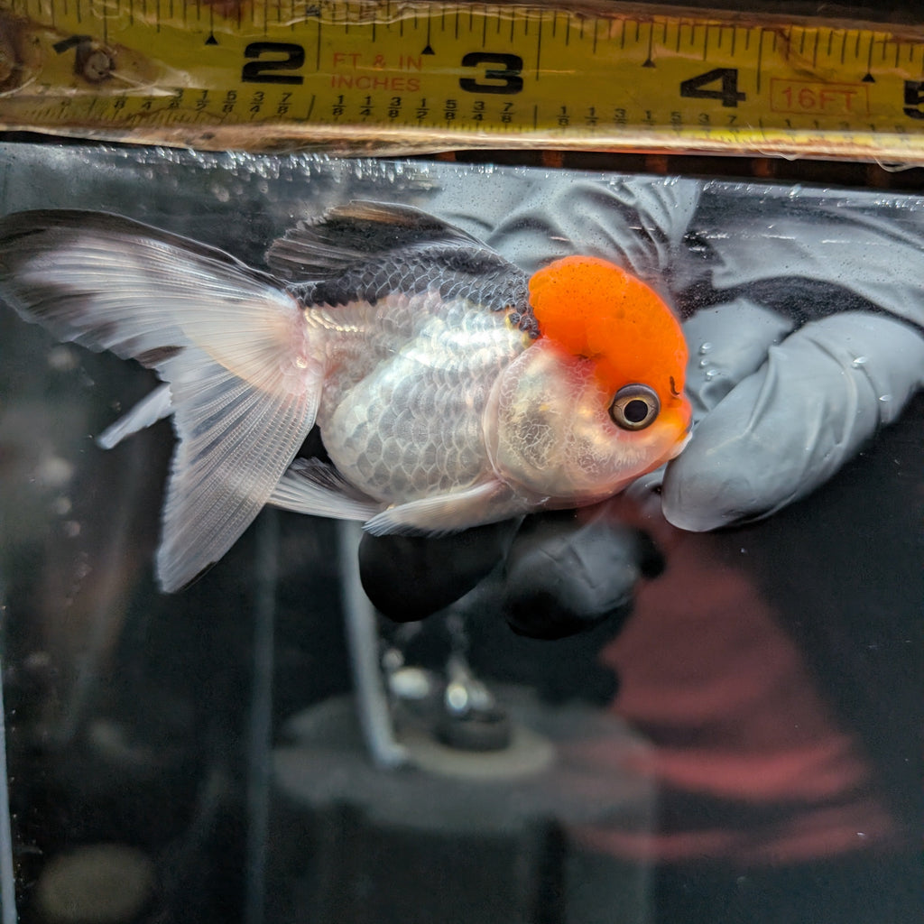 LUIGI *Boss 501 Juvenile Oranda Tricolor 3.5"-4" in.  ID#501T2A-010