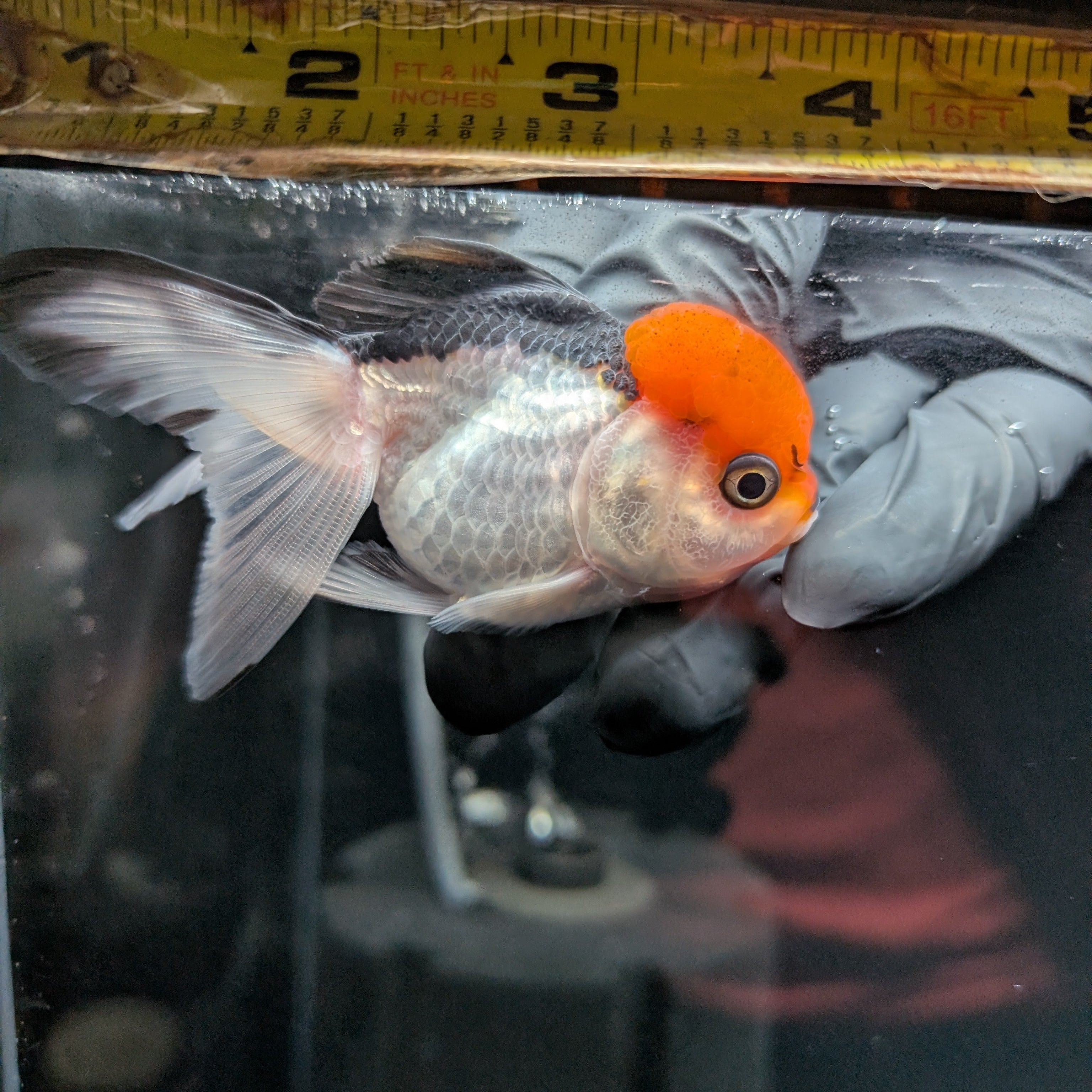 LUIGI *Boss 501 Juvenile Oranda Tricolor 3.5"-4" in.  ID#501T2A-010