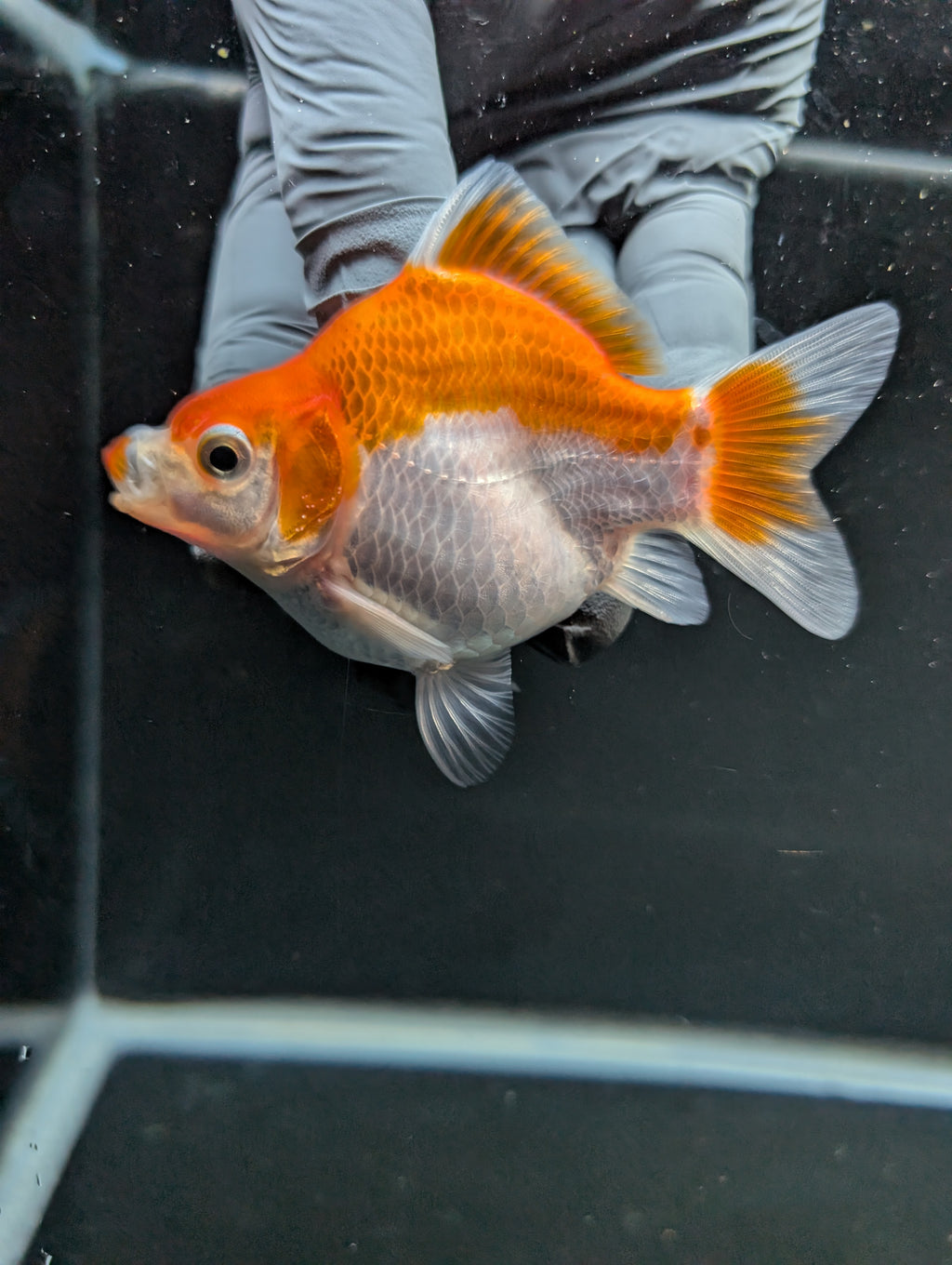 Tamasaba Red White 3"-3.5" in. ID#1009TM1B-006